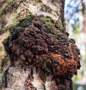 Chaga mushroom