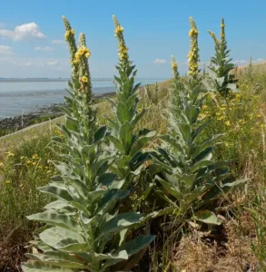 Mullein