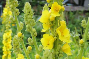 Mullein flowers