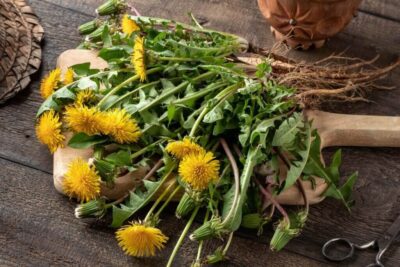 Dandelion Root