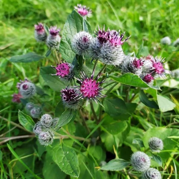Burdock