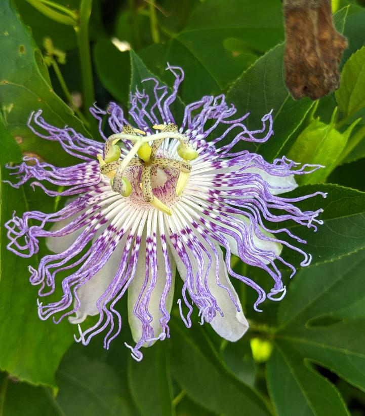 Passionflower