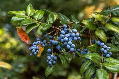 Oregon grape