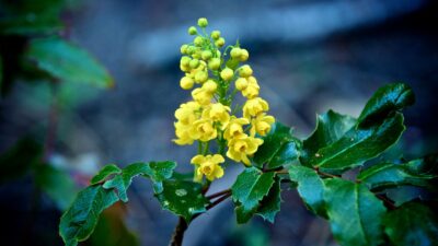 Oregon grape flower