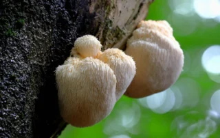 Lion's mane mushroom