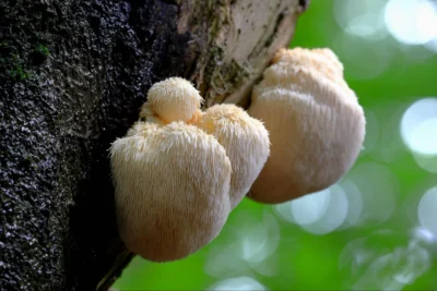 Lion's mane mushroom